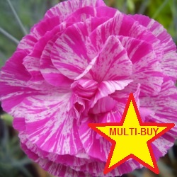 Spring Special Pack  (10 Plants in 1Lt Pots)